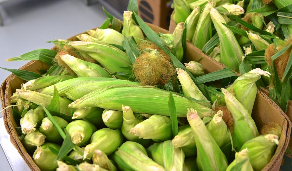 Sweet corn in husk