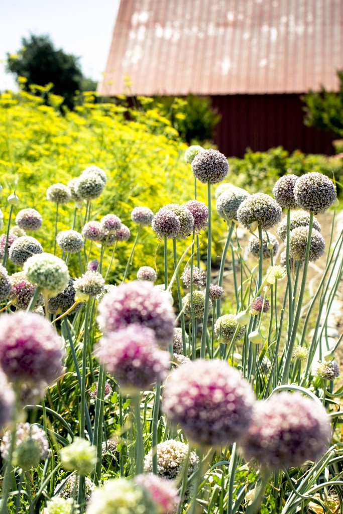 Wildflowers and the barn at Del Rio Botanical