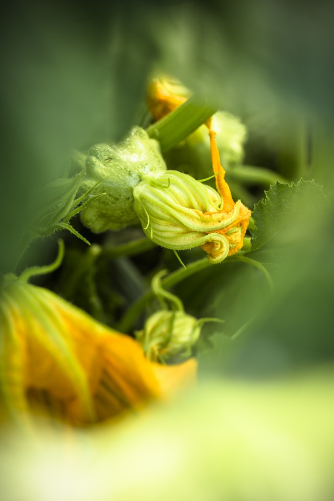 Squash Blossoms at Del Rio Botanical
