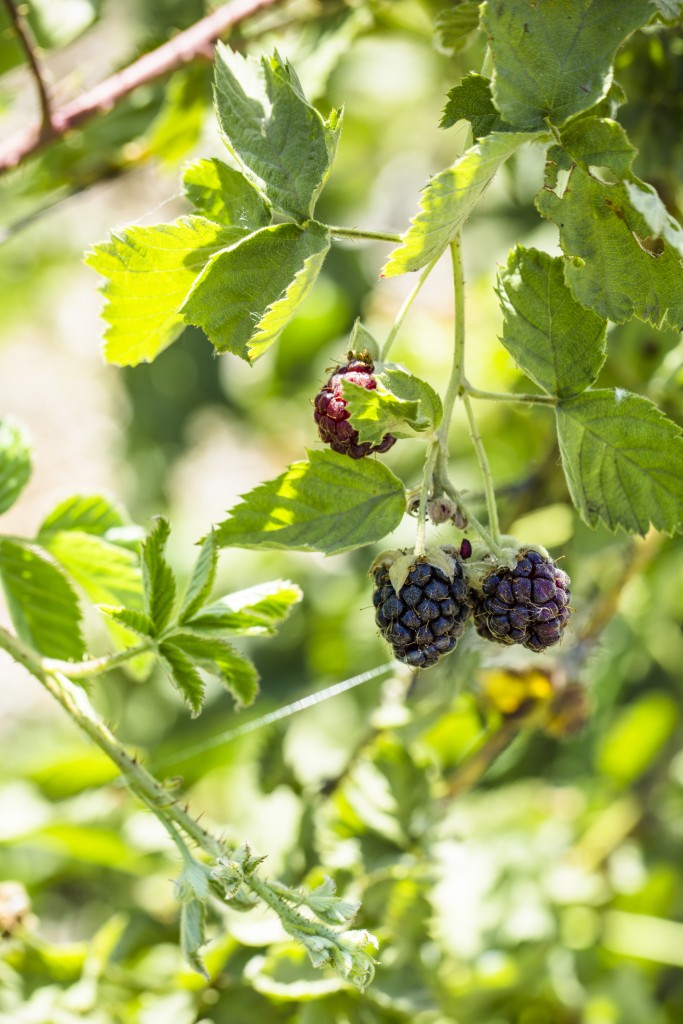 Blackberries growing at Del Rio Botanical