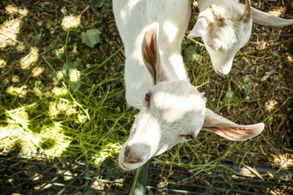 Dairy Goats at Del Rio Botanical