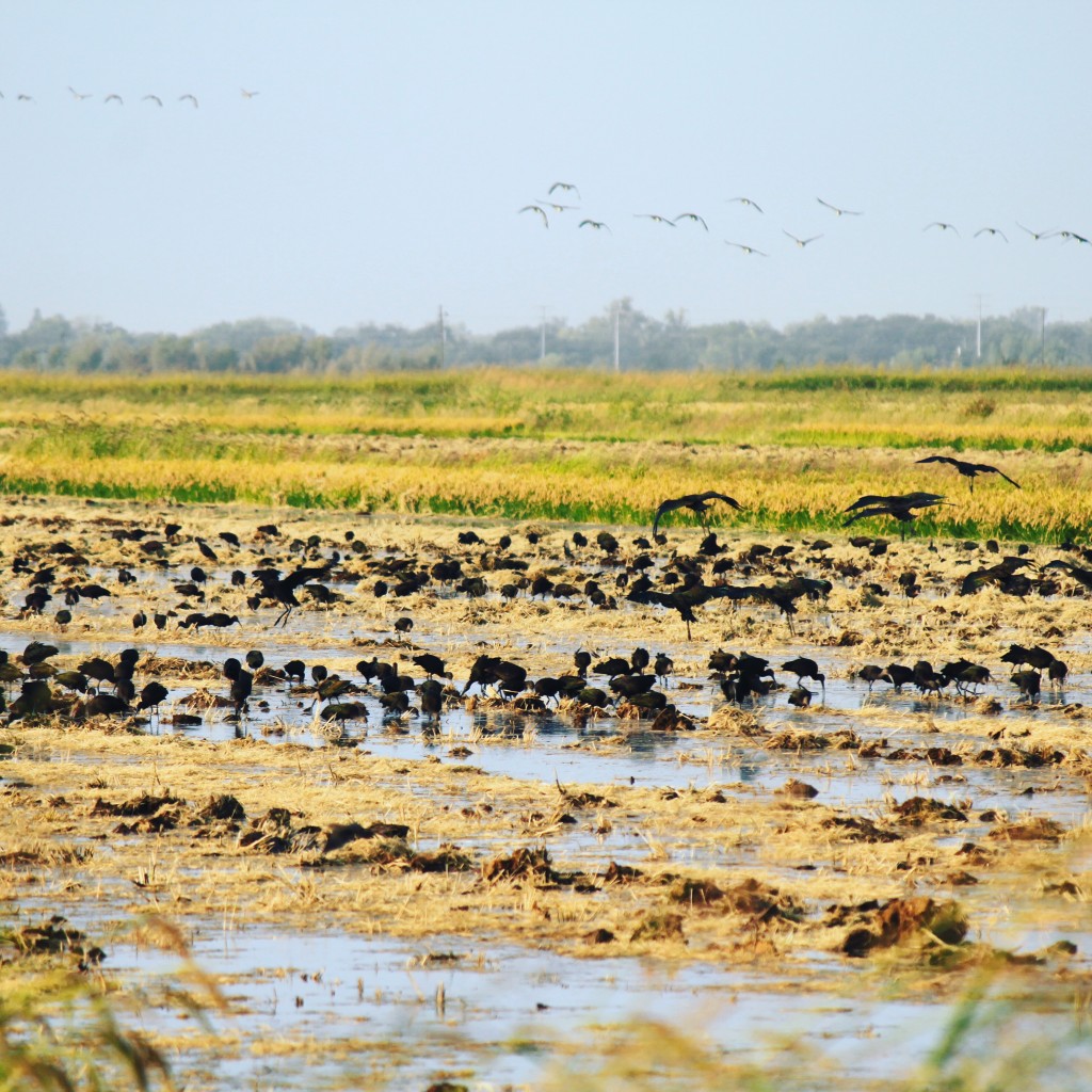 birds in rice field