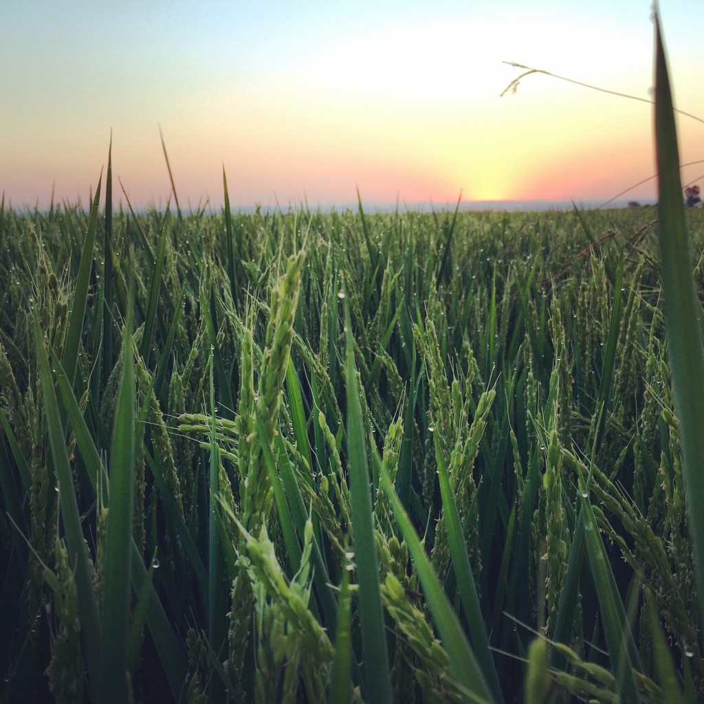 field at sunrise