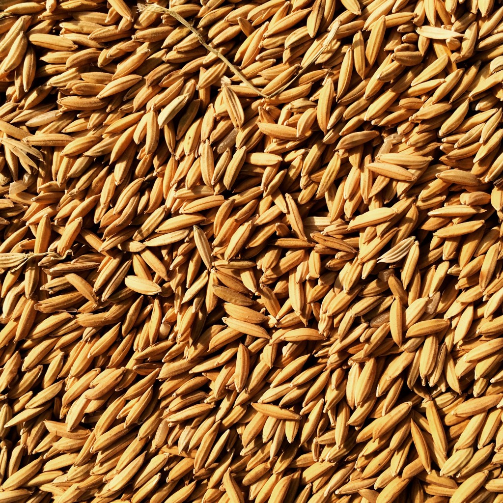 rice kernels