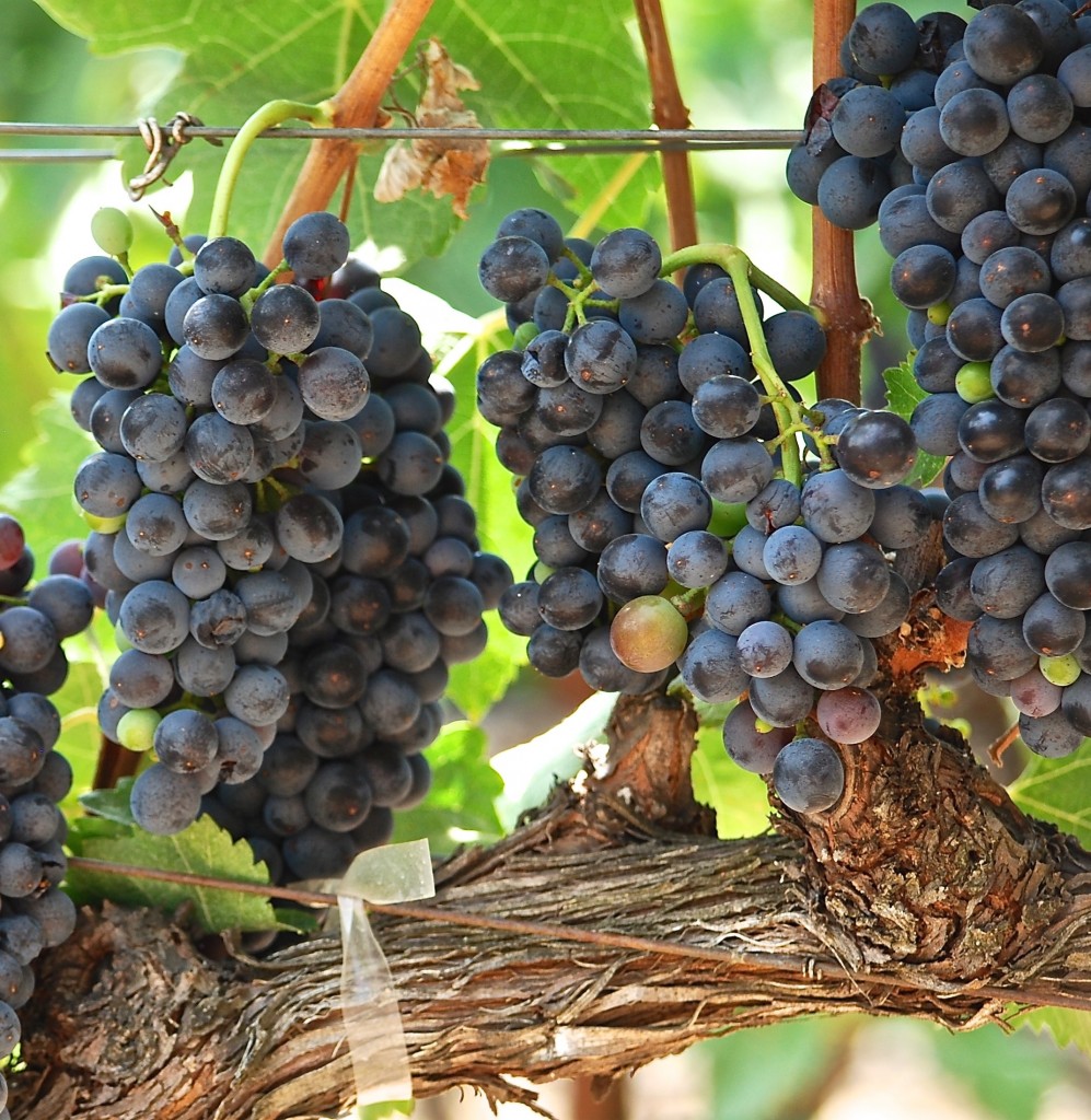 vinyeard